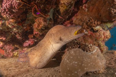 Moray eel Mooray lycodontis Kızıldenizde dalgalanma, Eilat Israel