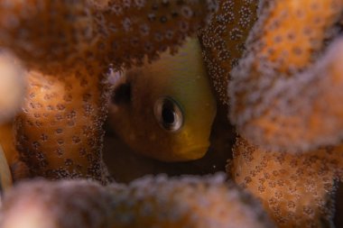 Kızıl Denizde yüzen balıklar, renkli balıklar, Eilat İsrail