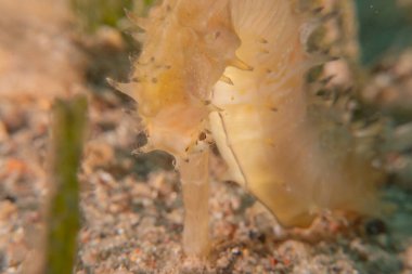 Kızıl Deniz 'deki deniz atı Renkli ve güzel, Eilat Israel