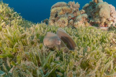 Moray eel Mooray lycodontis Kızıldenizde dalgalanma, Eilat Israel