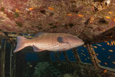 Kızıl Denizde yüzen balıklar, renkli balıklar, Eilat İsrail