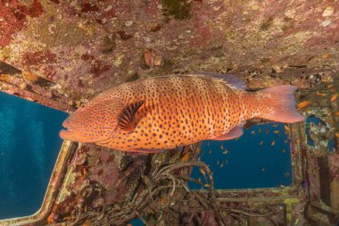 Kızıl Denizde yüzen balıklar, renkli balıklar, Eilat İsrail