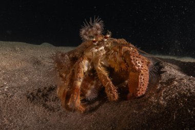 Kızıl Deniz 'deki keşiş yengeci Renkli ve güzel, Eilat Israel