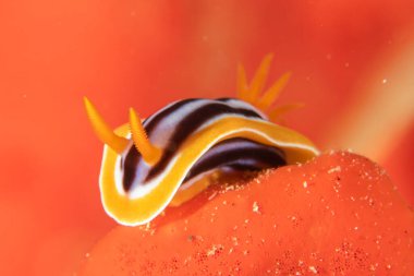 Kızıl Deniz 'deki deniz sümüklüböceği Renkli ve güzel, Eilat Israel