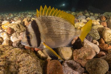 Kızıl Denizde yüzen balıklar, renkli balıklar, Eilat İsrail