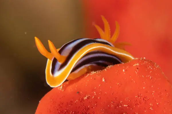 Stock image Sea Slug in the Red Sea Colorful and beautiful, Eilat Israel