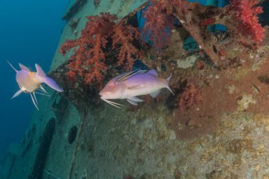 Kızıl Denizde yüzen balıklar, renkli balıklar, Eilat İsrail