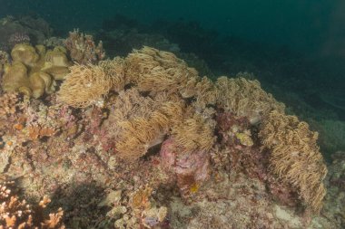 Tubbataha Resifleri, Filipinler 'deki mercan resifleri ve su tesisleri