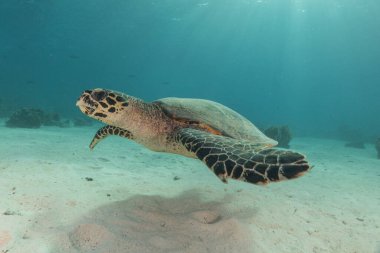 Tubbataha Resifleri Ulusal Parkı Filipinlerinde Şahin gagalı deniz kaplumbağası