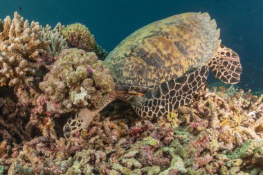 Tubbataha Resifleri Ulusal Parkı Filipinlerinde Şahin gagalı deniz kaplumbağası