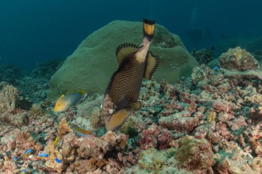 Tubbataha Resifleri 'nde balıklar yüzer Filipinler Ulusal Parkı' nda