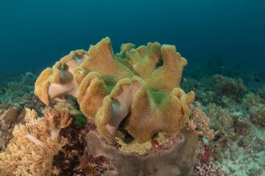 Tubbataha Resifleri, Filipinler 'deki mercan resifleri ve su tesisleri