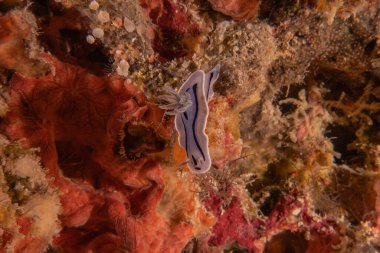 Filipinler 'deki Tubbataha Resifi' nde deniz salyangozu.