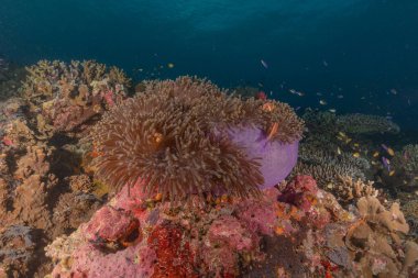 Tubbataha Resifleri, Filipinler 'deki mercan resifleri ve su tesisleri