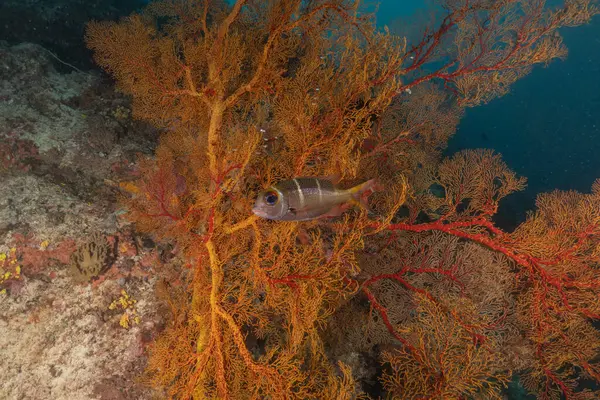 stock image Coral reef and water plants at the Tubbataha Reefs, Philippines