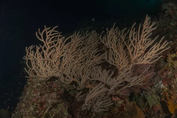 stock image Coral reef and water plants at the Tubbataha Reefs, Philippines