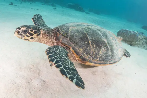 stock image Hawksbill sea turtle at the Tubbataha Reefs National Park Philippines