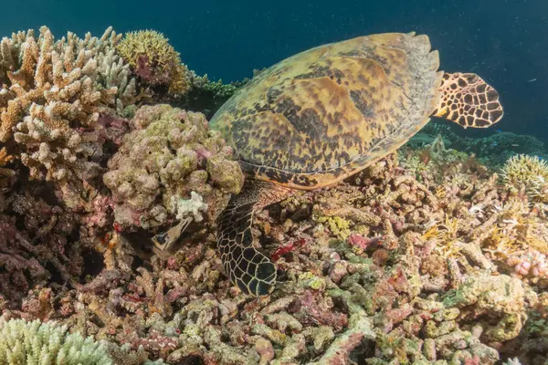 stock image Hawksbill sea turtle at the Tubbataha Reefs National Park Philippines