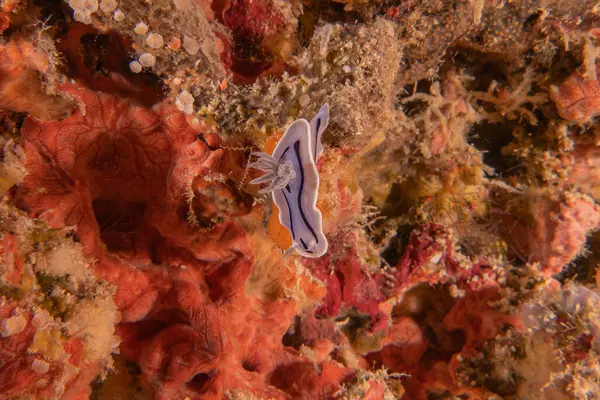 Filipinler 'deki Tubbataha Resifi' nde deniz salyangozu.