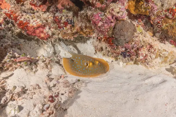 stock image Blue-spotted stingray On the seabed at the Tubbataha Reefs National Park Philippines