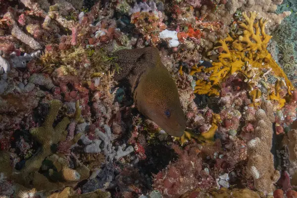 Moray eel Mooray lycodontis Tubbataha Filipinlerinde dalgalanma