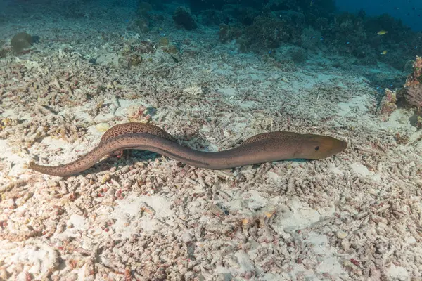 Moray eel Mooray lycodontis Tubbataha Filipinlerinde dalgalanma