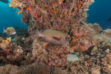 Tubbataha Resifleri 'nde balıklar yüzer Filipinler Ulusal Parkı' nda