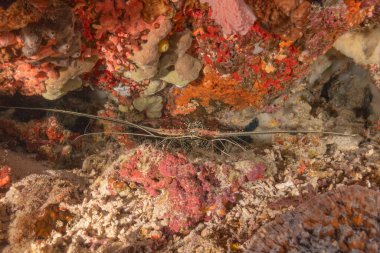 Painted Lobster(Panulirus versicolor) at the Tubbataha Reef National Park Philippines clipart