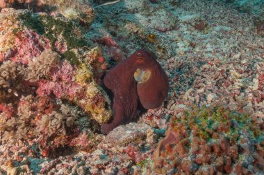 Octopus king of camouflage at the Tubbataha Reefs National Park Philippines clipart