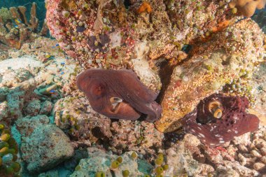 Tubbataha Resifleri Ulusal Park Filipinleri 'nde kamuflajın ahtapot kralı