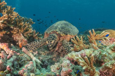 Tubbataha Resifleri Ulusal Parkı Filipinlerinde Şahin gagalı deniz kaplumbağası