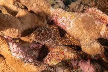 Moray eel Mooray lycodontis Tubbataha Filipinlerinde dalgalanma