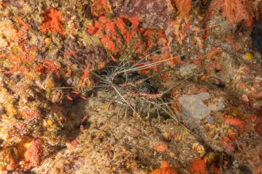 Painted Lobster(Panulirus versicolor) at the Tubbataha Reef National Park Philippines clipart