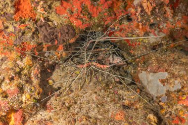 Painted Lobster(Panulirus versicolor) at the Tubbataha Reef National Park Philippines clipart