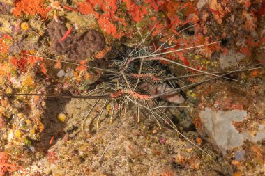 Painted Lobster(Panulirus versicolor) at the Tubbataha Reef National Park Philippines clipart