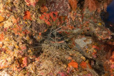 Painted Lobster(Panulirus versicolor) at the Tubbataha Reef National Park Philippines clipart