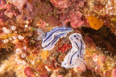 Filipinler 'deki Tubbataha Resifi' nde deniz salyangozu.