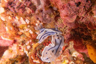 Filipinler 'deki Tubbataha Resifi' nde deniz salyangozu.