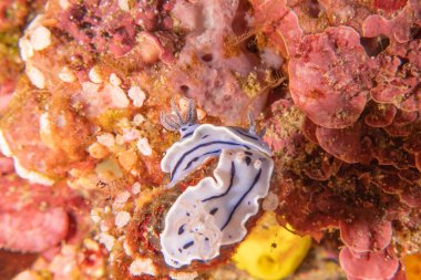 Filipinler 'deki Tubbataha Resifi' nde deniz salyangozu.