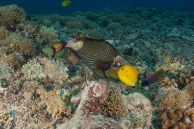 Tubbataha Resifleri 'nde balıklar yüzer Filipinler Ulusal Parkı' nda