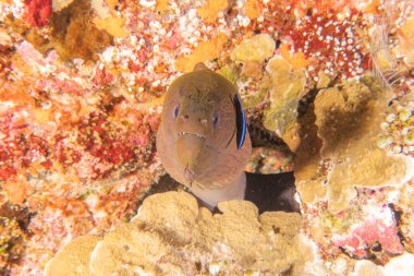 Moray eel Mooray lycodontis Tubbataha Filipinlerinde dalgalanma