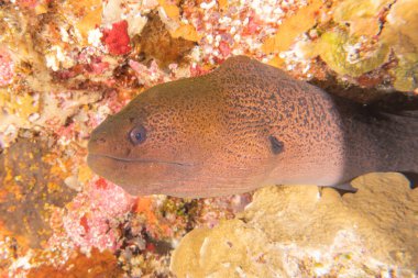 Moray eel Mooray lycodontis Tubbataha Filipinlerinde dalgalanma