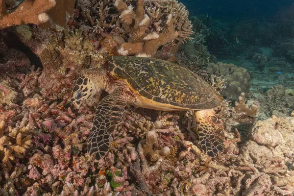 stock image Hawksbill sea turtle at the Tubbataha Reefs National Park Philippines