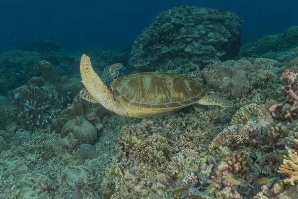 stock image Hawksbill sea turtle at the Tubbataha Reefs National Park Philippines