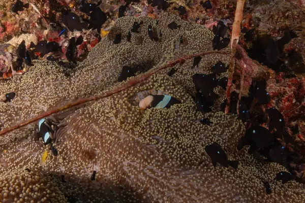 stock image Coral reef and water plants at the Tubbataha Reefs, Philippines