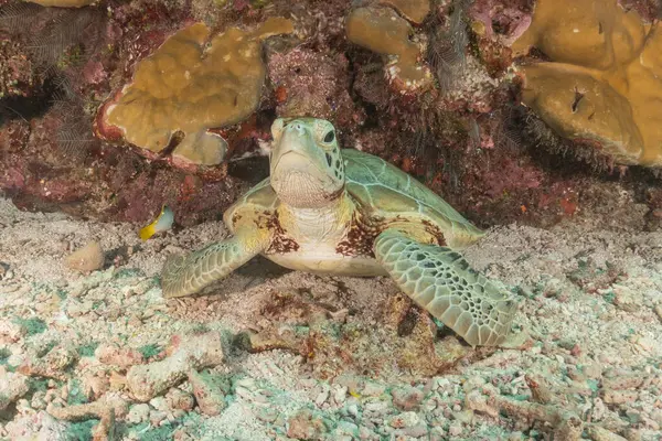 stock image Hawksbill sea turtle at the Tubbataha Reefs National Park Philippines