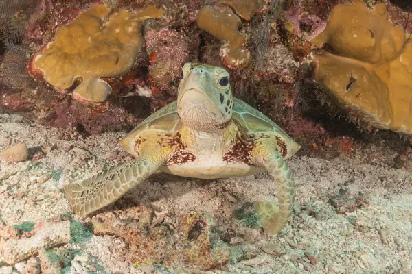 stock image Hawksbill sea turtle at the Tubbataha Reefs National Park Philippines