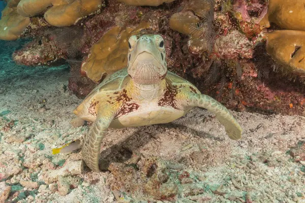 stock image Hawksbill sea turtle at the Tubbataha Reefs National Park Philippines