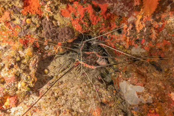 stock image Painted Lobster(Panulirus versicolor) at the Tubbataha Reef National Park Philippines