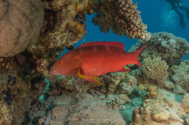 Kızıl Denizde yüzen balıklar, renkli balıklar, Eilat İsrail